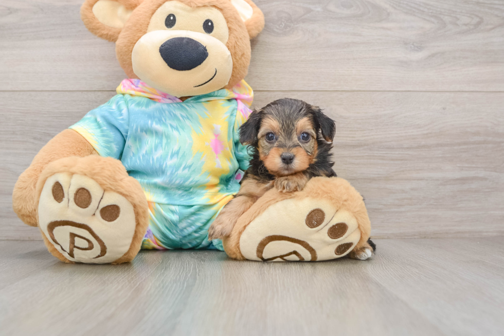 Petite Yorkie Poo Poodle Mix Pup