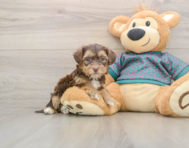 5 week old Yorkie Poo Puppy For Sale - Premier Pups