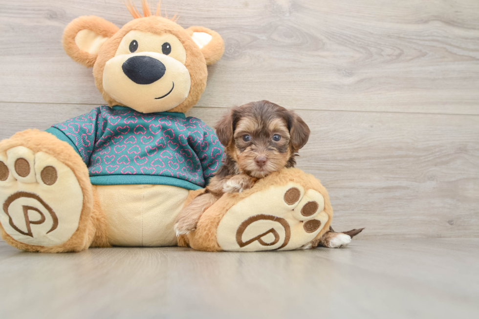 Friendly Yorkie Poo Baby