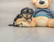 7 week old Yorkie Poo Puppy For Sale - Premier Pups
