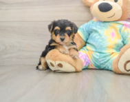 7 week old Yorkie Poo Puppy For Sale - Premier Pups