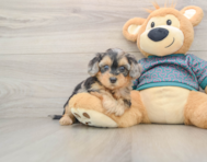 8 week old Yorkie Poo Puppy For Sale - Premier Pups
