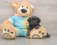 8 week old Yorkie Poo Puppy For Sale - Premier Pups