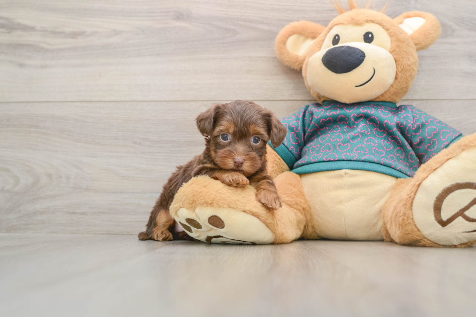Petite Yorkie Poo Poodle Mix Pup
