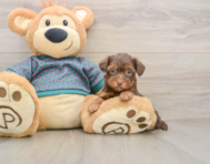 6 week old Yorkie Poo Puppy For Sale - Premier Pups