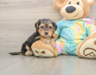 8 week old Yorkie Poo Puppy For Sale - Premier Pups