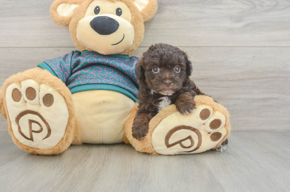 5 week old Yorkie Poo Puppy For Sale - Premier Pups