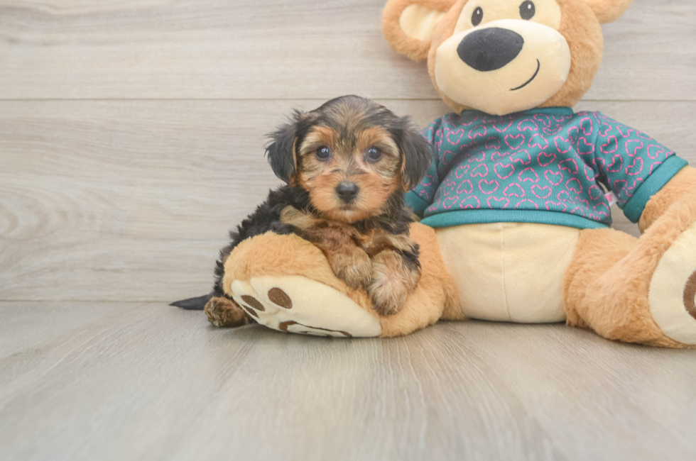 5 week old Yorkie Poo Puppy For Sale - Premier Pups