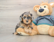 8 week old Yorkie Poo Puppy For Sale - Premier Pups