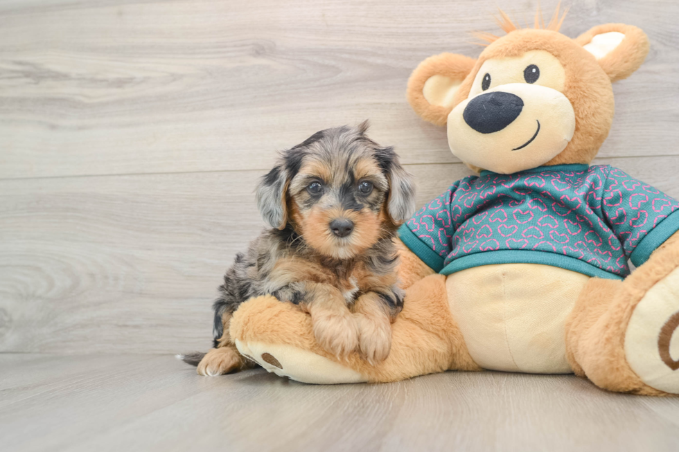 Yorkie Poo Pup Being Cute