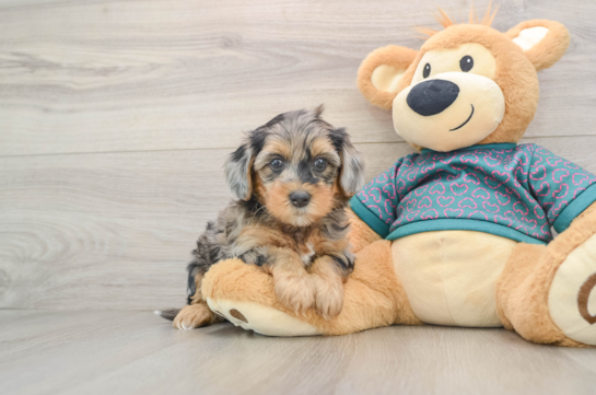 Yorkie Poo Pup Being Cute