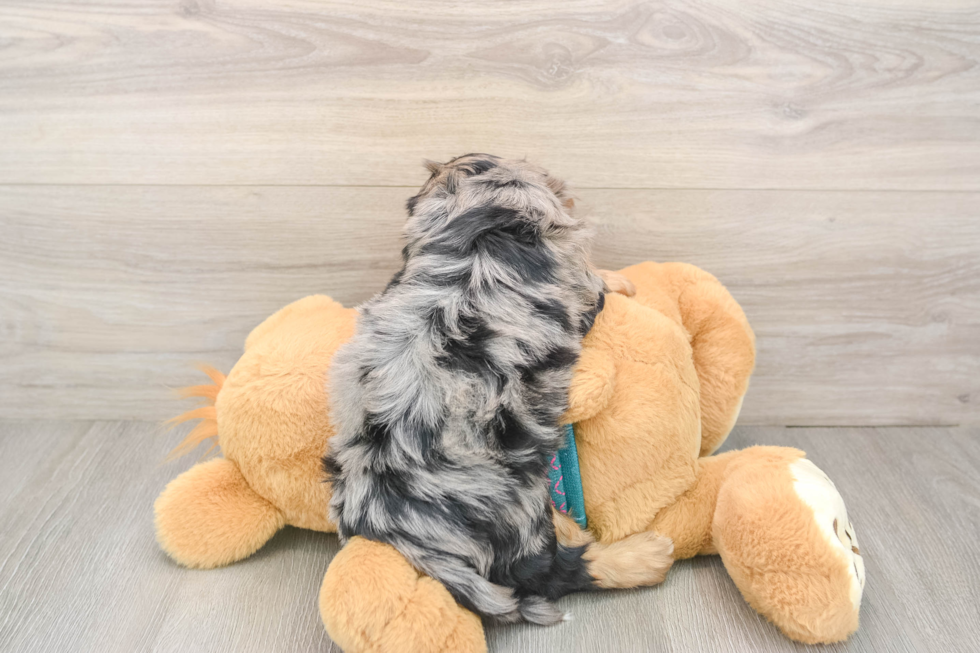 Best Yorkie Poo Baby