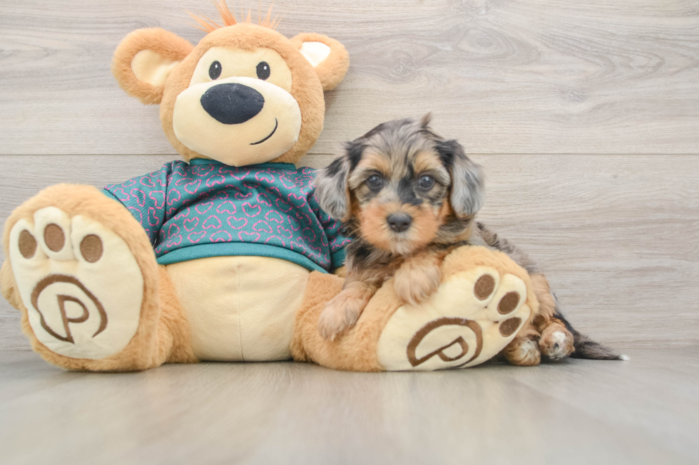 Best Yorkie Poo Baby