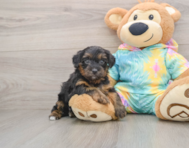 8 week old Yorkie Poo Puppy For Sale - Premier Pups
