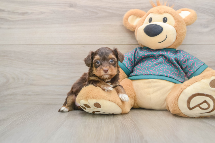 Little Yorkie Poodle Mix Poodle Mix Puppy
