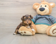 7 week old Yorkie Poo Puppy For Sale - Premier Pups