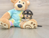8 week old Yorkie Poo Puppy For Sale - Premier Pups
