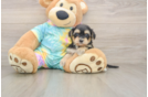 Smart Yorkie Poo Poodle Mix Pup