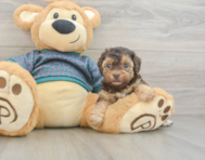 8 week old Yorkie Poo Puppy For Sale - Premier Pups