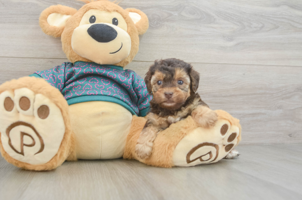5 week old Yorkie Poo Puppy For Sale - Premier Pups