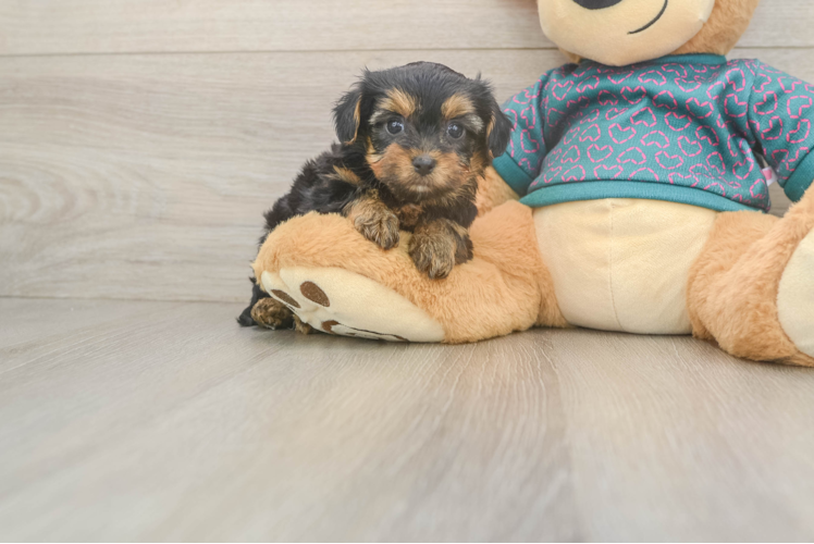 Best Yorkie Poo Baby