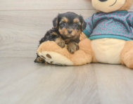 9 week old Yorkie Poo Puppy For Sale - Premier Pups