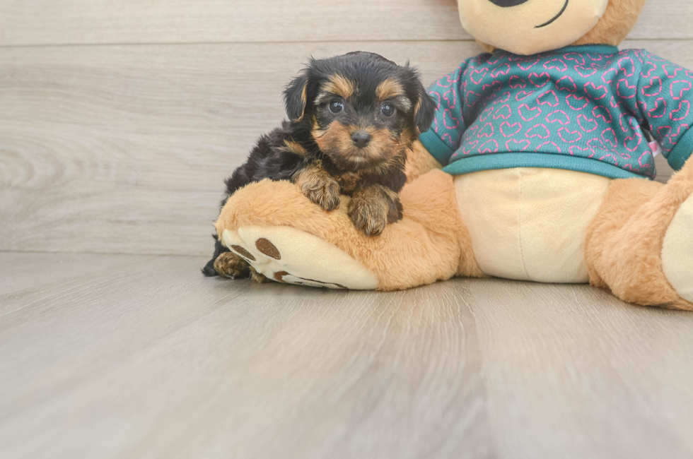 5 week old Yorkie Poo Puppy For Sale - Premier Pups