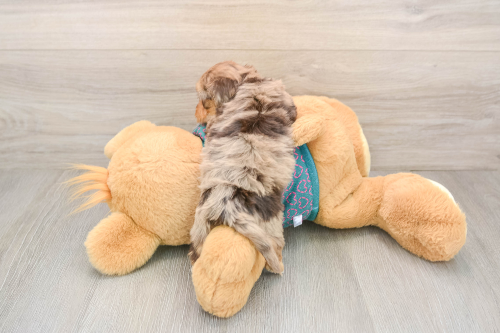 Smart Yorkie Poo Poodle Mix Pup