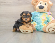 8 week old Yorkie Poo Puppy For Sale - Premier Pups
