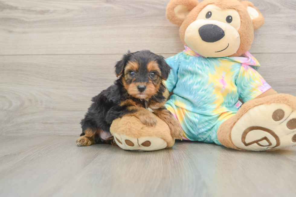 Smart Yorkie Poo Poodle Mix Pup