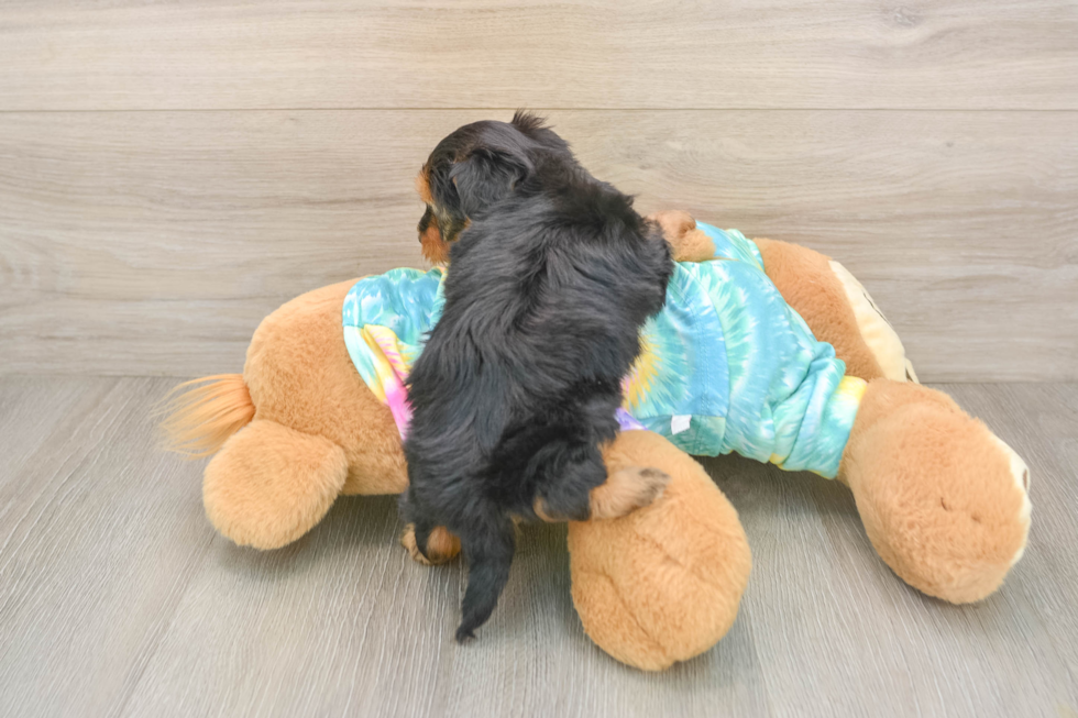 Yorkie Poo Pup Being Cute