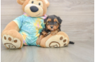 Small Yorkie Poo Baby