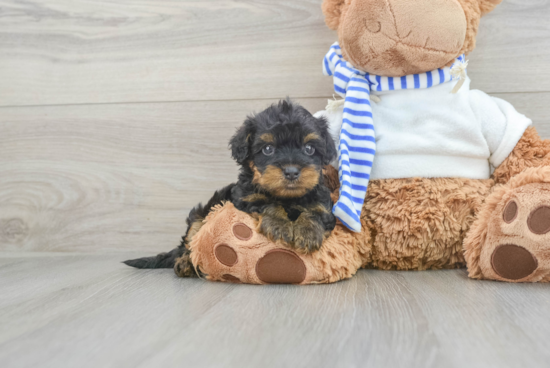 Yorkie Poo Puppy for Adoption