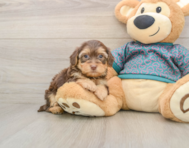 6 week old Yorkie Poo Puppy For Sale - Premier Pups