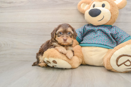 Yorkie Poo Pup Being Cute