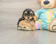 7 week old Yorkie Poo Puppy For Sale - Premier Pups