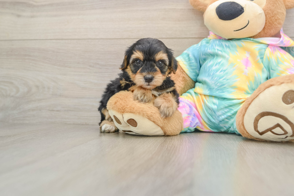 Energetic Yorkipoo Poodle Mix Puppy