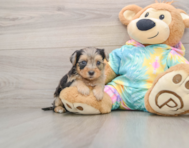 8 week old Yorkie Poo Puppy For Sale - Premier Pups