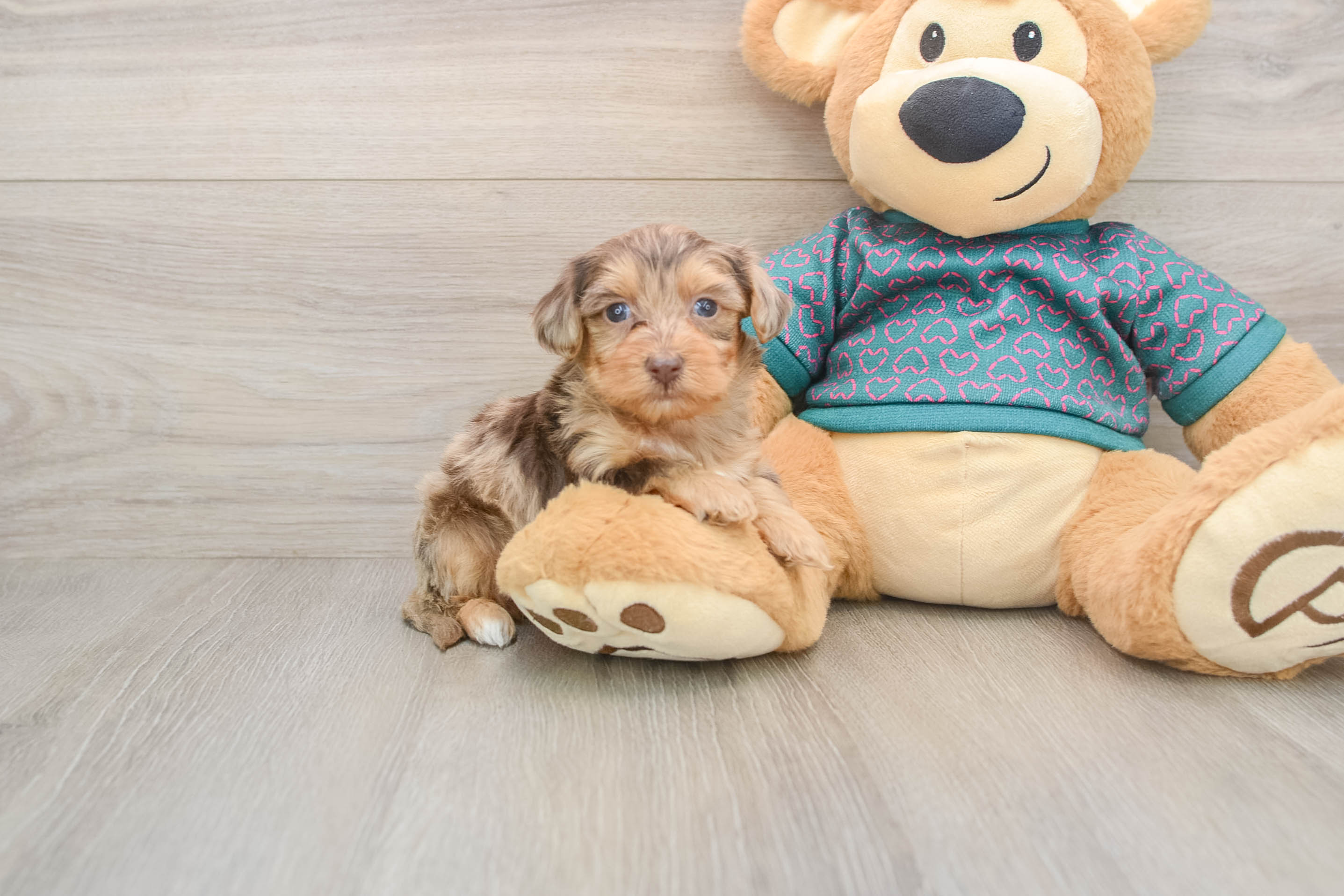 Best Yorkie Poo Baby