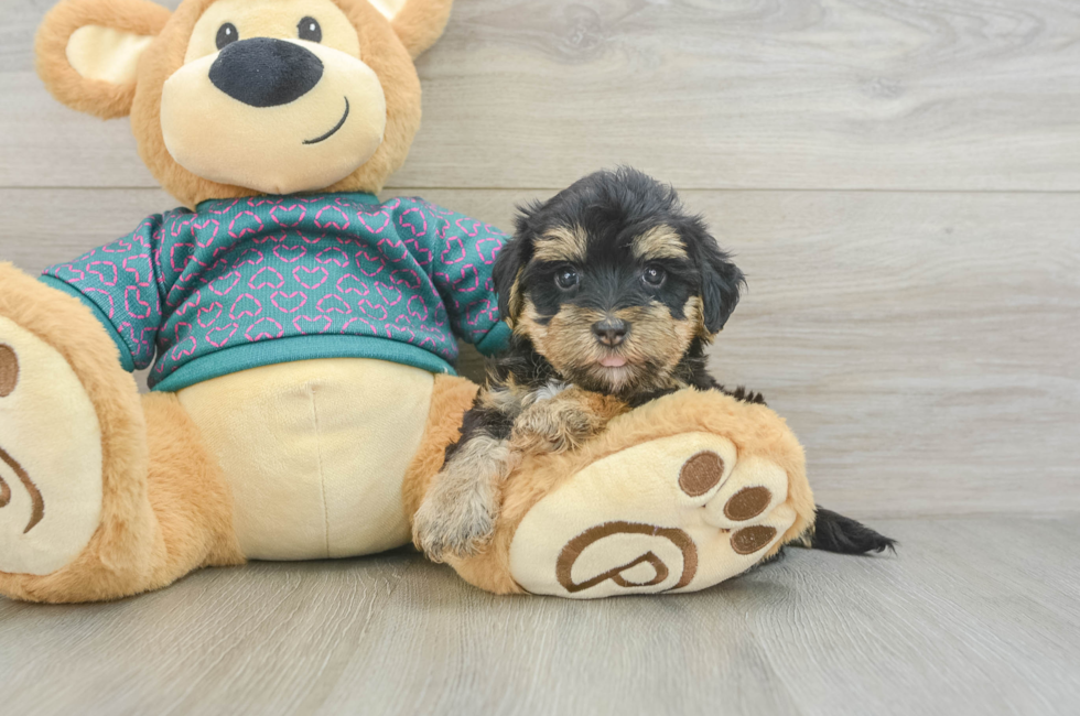 6 week old Yorkie Poo Puppy For Sale - Premier Pups