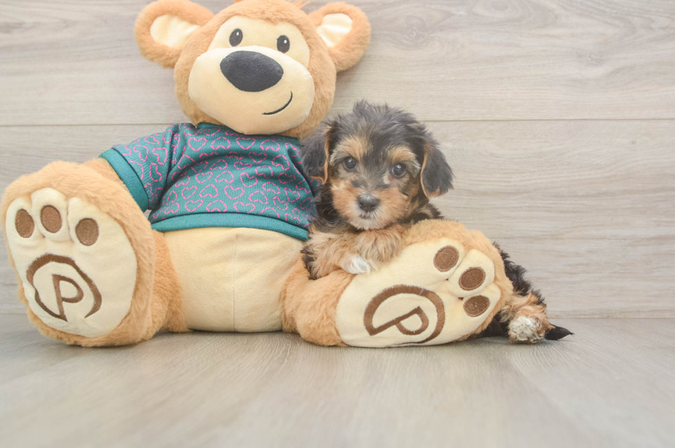 6 week old Yorkie Poo Puppy For Sale - Premier Pups