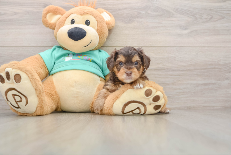 Yorkie Poo Puppy for Adoption