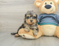7 week old Yorkie Poo Puppy For Sale - Premier Pups