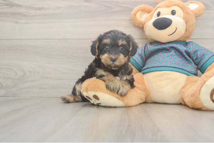 Yorkie Poo Pup Being Cute