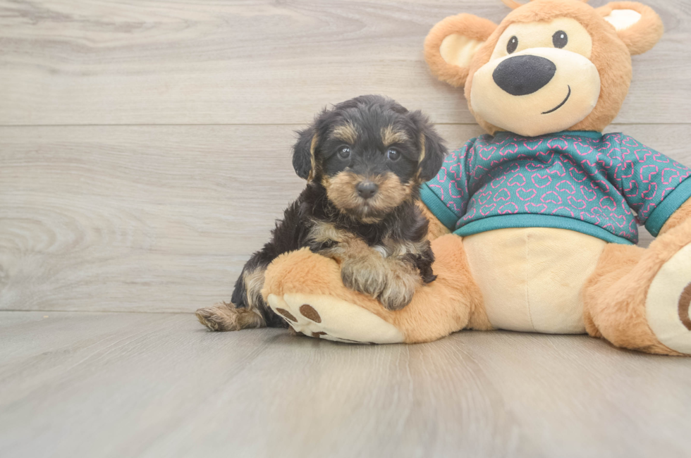 6 week old Yorkie Poo Puppy For Sale - Premier Pups