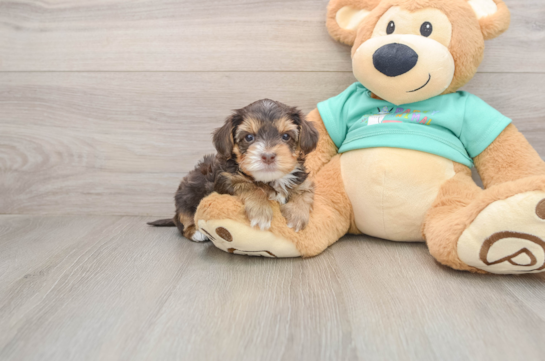 Yorkie Poo Puppy for Adoption