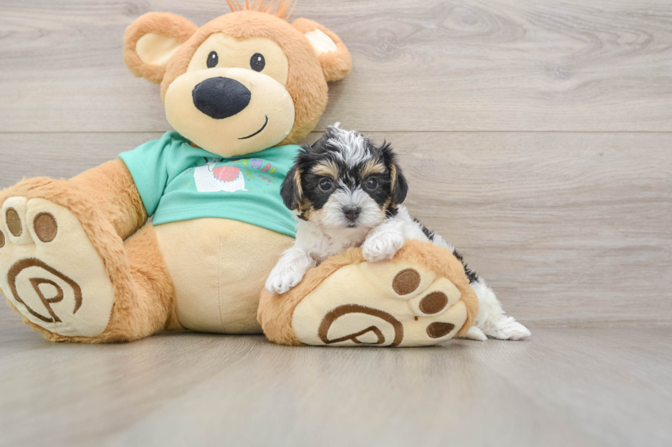 Best Yorkie Poo Baby