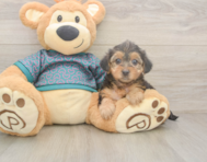 8 week old Yorkie Poo Puppy For Sale - Premier Pups