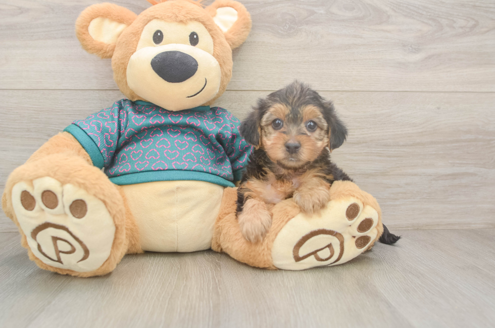 6 week old Yorkie Poo Puppy For Sale - Premier Pups