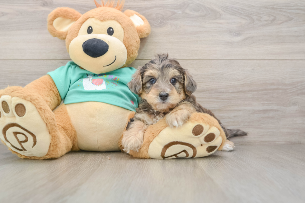 Little Yorkie Poodle Mix Poodle Mix Puppy